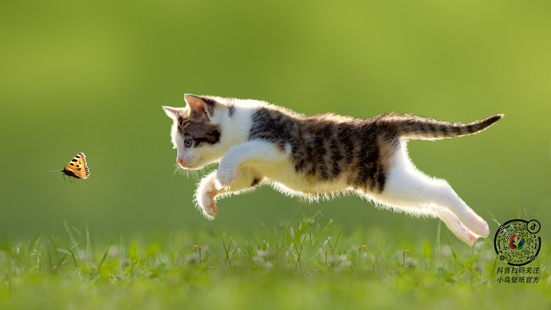 _高校运动会：青春追梦的炽热现场_，高校运动会开幕式视频