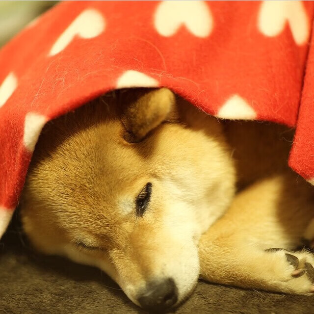 冠军系列赛展现中国篮球运动的蓬勃发展，篮球比赛勇夺冠军