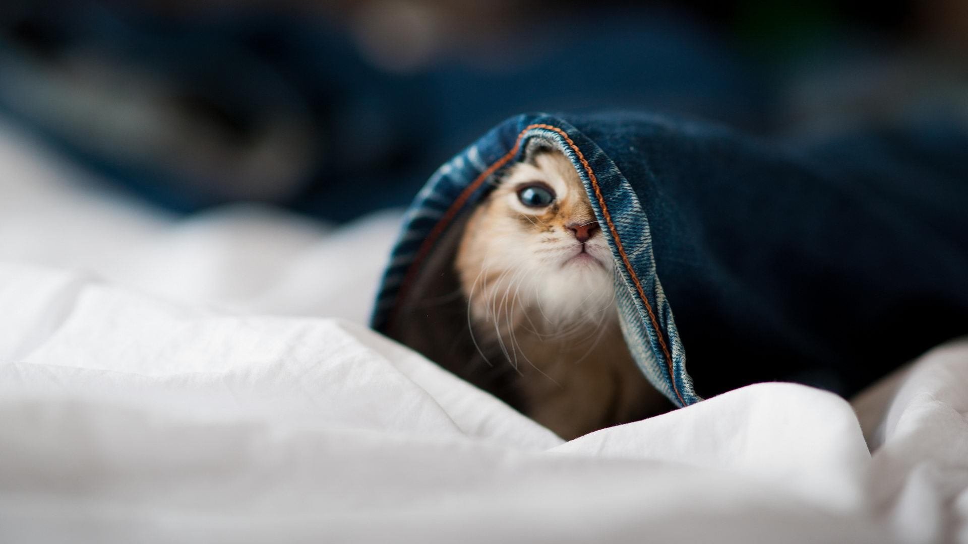 爱游戏电竞下载-_海底滑索：在水中穿越莫测奇境_，跳入海底视频