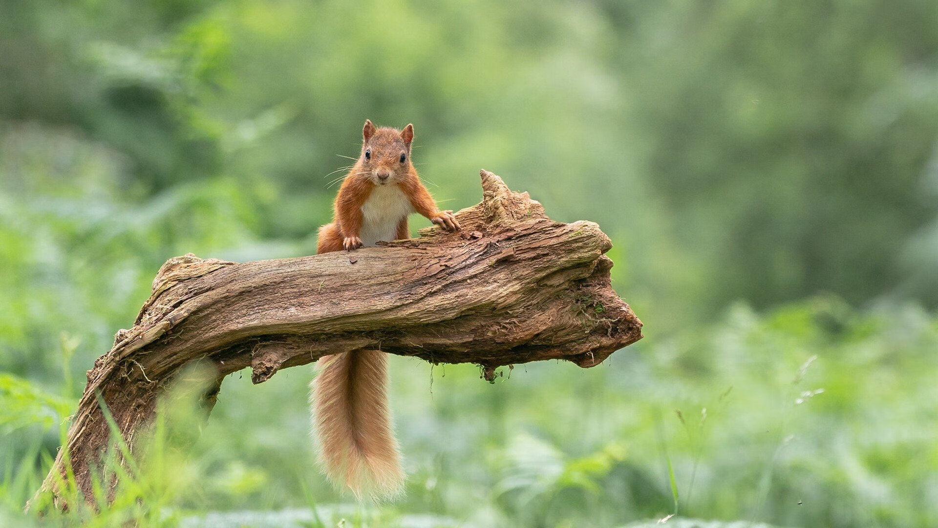 “意甲豪门再度交锋,追逐联赛冠军目标明确”,意甲队伍
