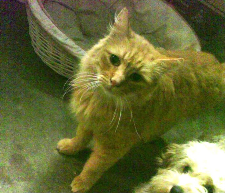 爱游戏官网充值-“未来之星：全国青少年足球明星比赛火爆举行”，2021足球未来之星